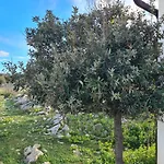 Tiny House Laurus - Stivan, Cres - 900 M To Merascica