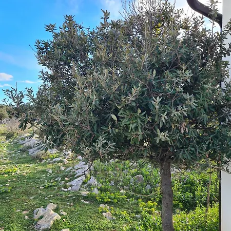 Tiny House Laurus - Stivan, Cres - 900 M To Merascica